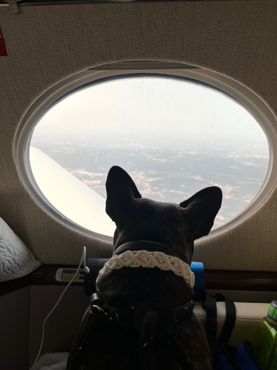 About Us Pet Jets Private Air Transportation
