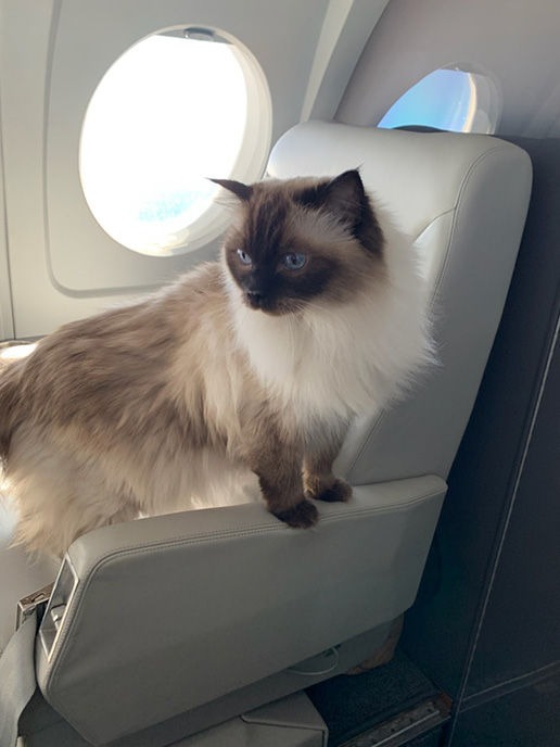 About Us Pet Jets Private Air Transportation