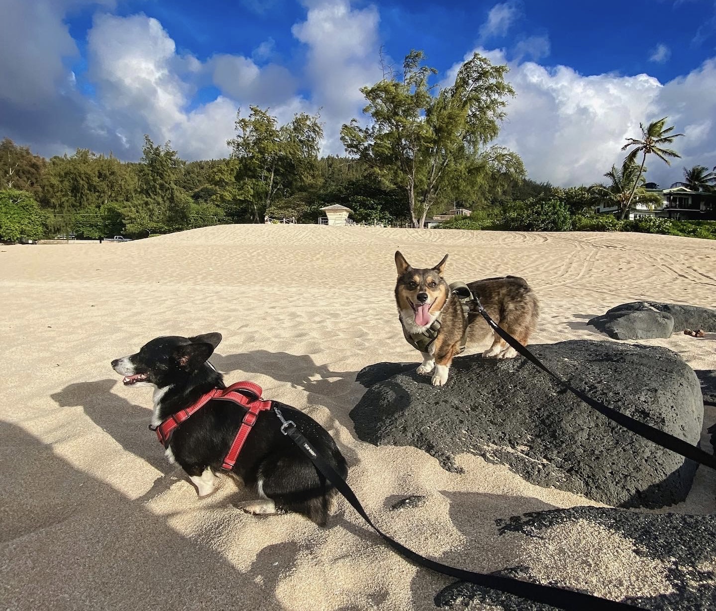Happy AlohaFriday From Oahu! Pet Jets Private Air Transportation
