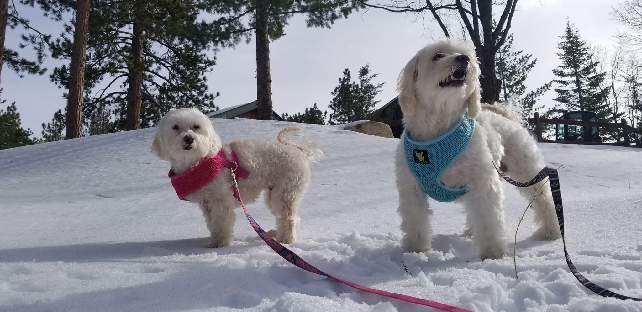 Pet Jets Answers To 10 FAQs Pet Jets Private Air Transportation