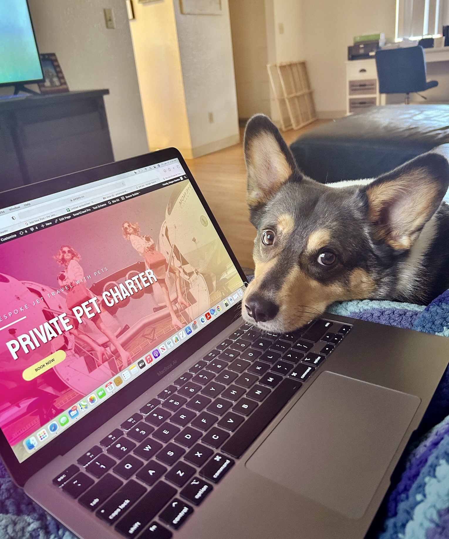 Content Pet Jets Private Air Transportation