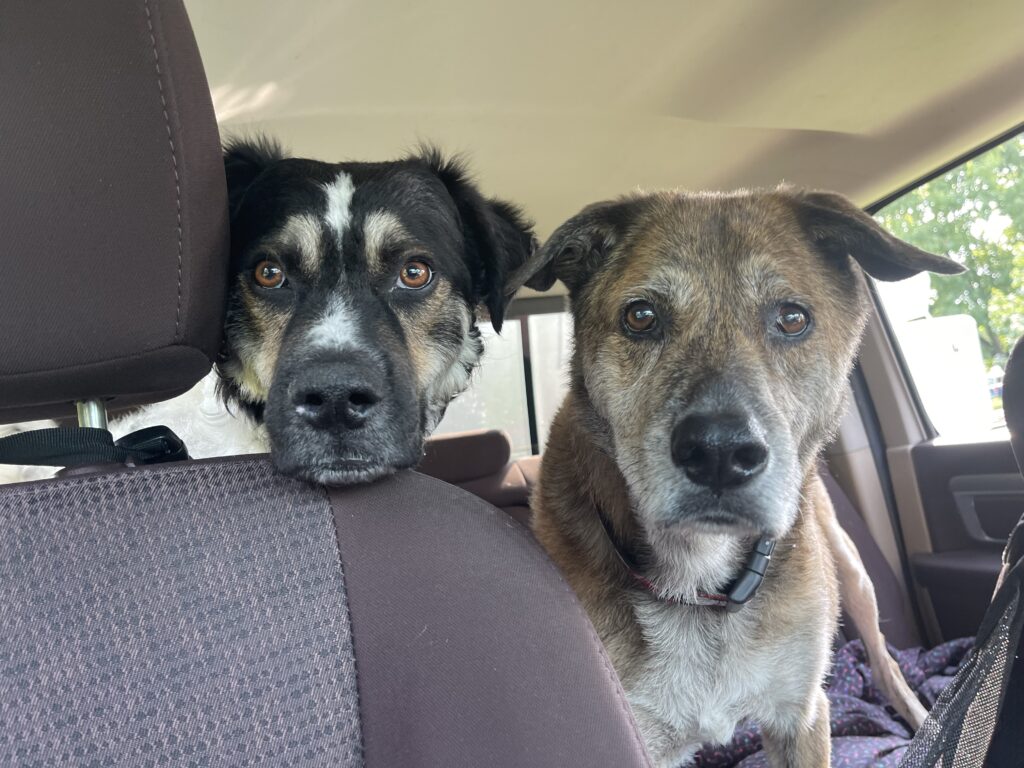 2 Traveling Dogs